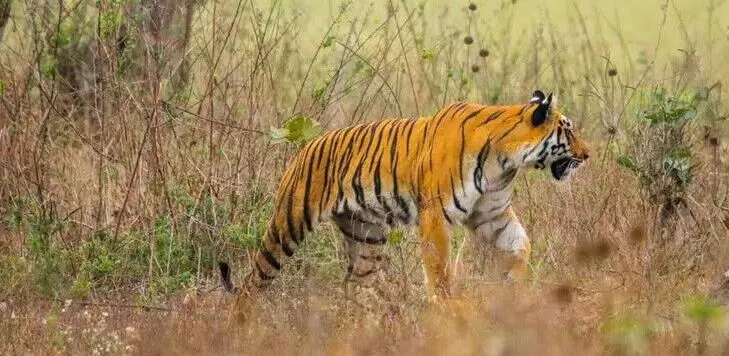 Tiger | మహారాష్ట్ర పులులు తెలంగాణలోకి ఎందుకు వస్తున్నాయి?