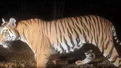 Tiger Attack | పులి దాడిలో యువతి మృతి, మృతదేహంతో బంధువుల ధర్నా