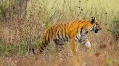 Tiger Roaming| బాబోయ్ పులి,భయాందోళనల్లో వందగ్రామాల ప్రజలు
