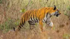 Tigers | పులుల పరిరక్షణకే ప్రాధాన్యం, ప్రజల రక్షణకు చర్యలేవి?