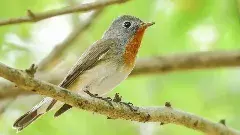 Revanth Reddy | అమీన్‌పుర్‌కు అరుదైన అతిథి.. సీఎం రియాక్షన్ ఇదే..