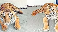 Kakatiya Zoo Park | హైదరాబాద్ నుంచి పులుల జంట హన్మకొండకు తరలింపు