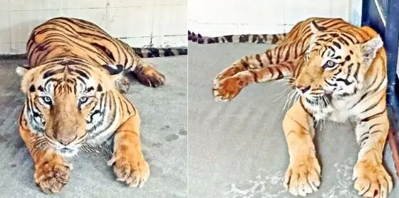 Kakatiya Zoo Park | హైదరాబాద్ నుంచి పులుల జంట హన్మకొండకు తరలింపు Kakatiya Zoo Park | హైదరాబాద్ నుంచి పులుల జంట హన్మకొండకు తరలింపు