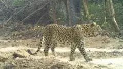 Leopards|ఆదిలాబాద్‌ ప్రాంతంలో పులులు కాదు, చిరుతల సంచారం