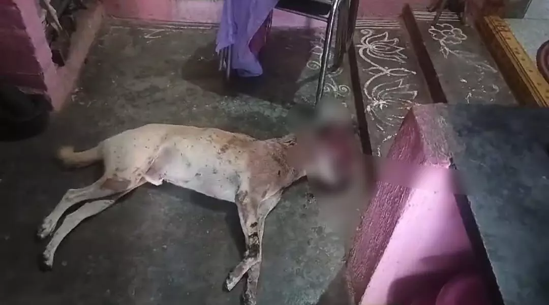 BRUTAL UURDER OF DOG |  ఆ కుక్క తల్లిదండ్రులెవ్వరు..?