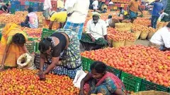 TOMATO CRISIS | కిలో టమాటా రూ.1కి కొనరా? వ్యాపారుల తీరుకు రైతుల నిరసన