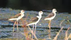 Bird Walk Festival | కవ్వాల్‌లో కనువిందు చేసిన బర్డ్ వాక్ ఫెస్టివల్
