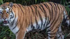 Tigers | వామ్మో పులి, భయాందోళనల్లో అటవీగ్రామాల ప్రజలు