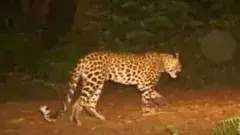 Leopards commotion | తిరుపతి వర్శిటీలో చిరుత సంచారంతో కలకలం