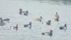 వలస పక్షులు మనసు మార్చుకున్నాయా?