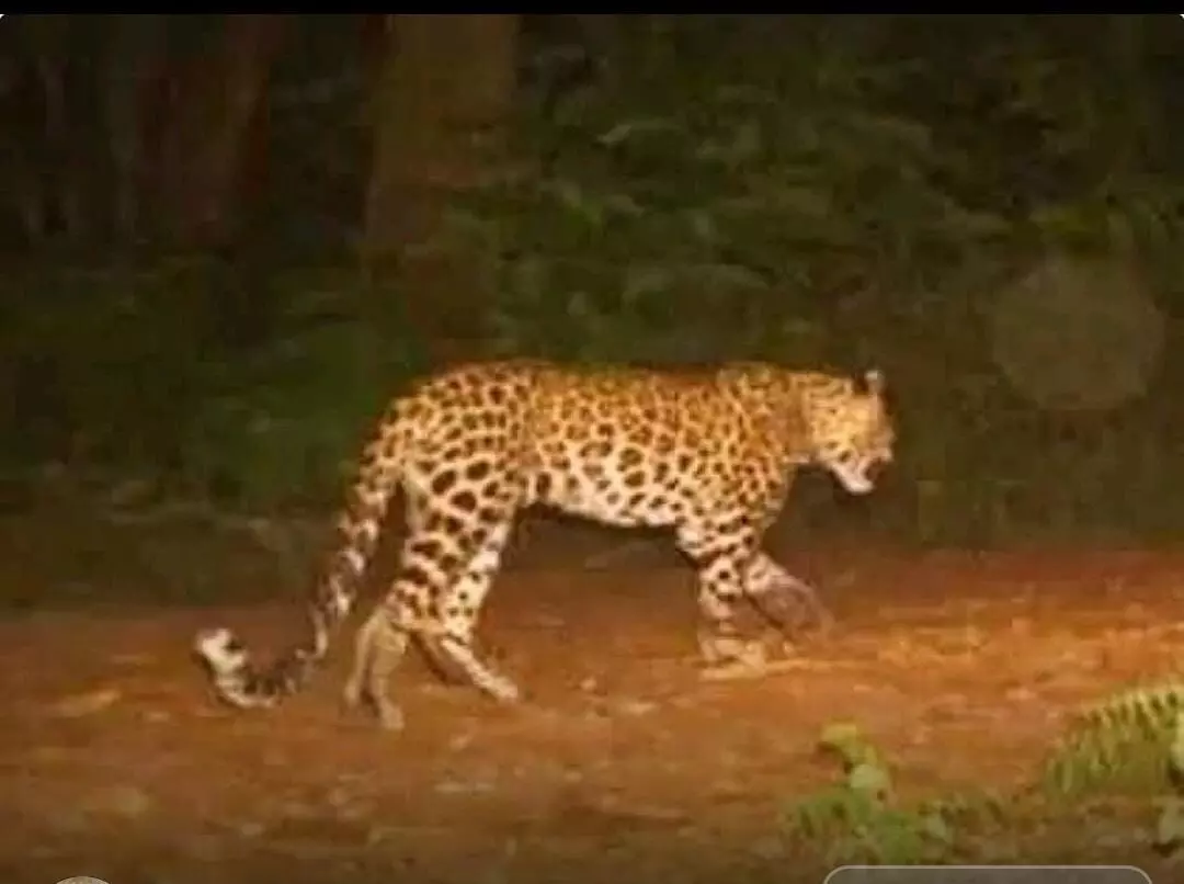 Leopards commotion | తిరుపతి వర్శిటీలో చిరుత సంచారంతో కలకలం