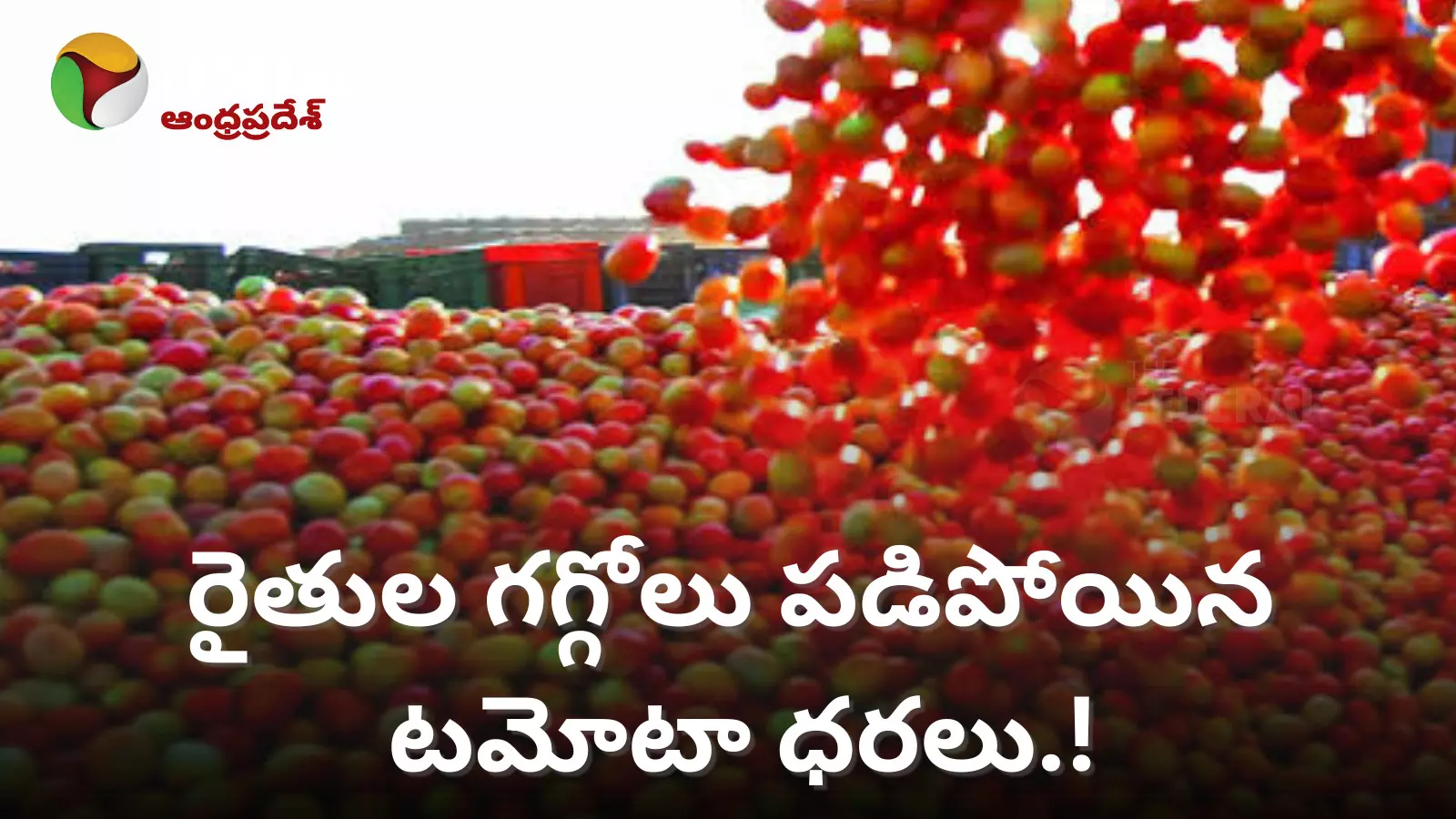 Tomato Market Crash | రైతుల గగ్గోలు, పడిపోయిన టమోటా ధరలు.!