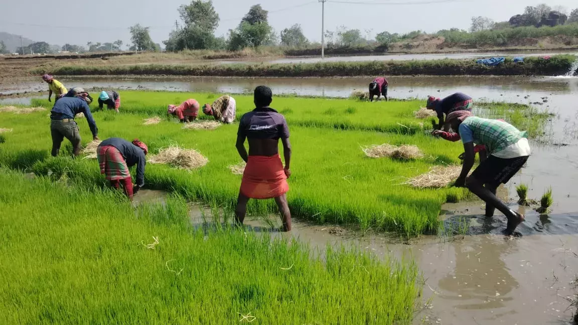 Bengal To Telangana | తెలంగాణ రైతును ఆదుకుంటున్న బెంగాల్ వలస కూలీ