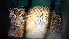 Tiger Mating season | తోడు కోసం పులుల ప్రయాణం, బోనులో బంధించిన వైనం