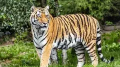 కొత్త చోట ఉండలేక మూడు రాష్ట్రాల్లో పులి యాత్ర