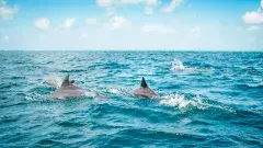 ఆంధ్ర కోస్తా తీరాల్లో హంప్ బ్యాక్ డాల్ఫిన్స్