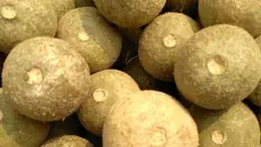 Elephant Apple | వెలక్కాయలండీ, పచ్చడి చేసి తిందాం రండి!