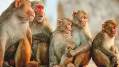 Monkey Menace | తెలంగాణలో కోతుల కిష్కింధకాండ