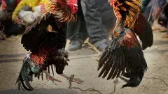 Sankranti: కోడిపందాల్లో చేతులు మారే మొత్తమెంతో తెలిస్తే నోరెళ్లబెడతారు?