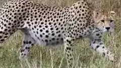 leopard caused a stir | తిరుపతి:  అలిపిరి వద్ద చిరుత అలజడి