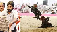 సంక్రాంతి శోభతో తెలుగు లోగిళ్లు, ఊరూవాడా అంబరాన్నంటిన సంబరాలు