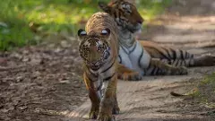 మనుషులపై దాడి చేస్తున్న పులిని కాల్చివేస్తాం: కేరళ మంత్రి