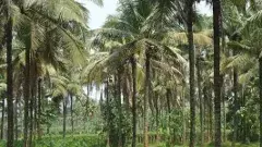 కొబ్బరిలో కేరళను వెనక్కి నెట్టిన కర్ణాటక, తమిళనాడు