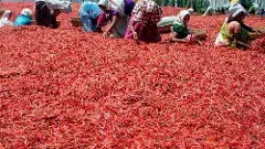 రైతులకు కన్నీరు మిగిల్చిన ‘కారం’ పంట