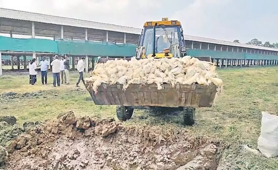 Poultry|కళ్లు తేలేసి చనిపోతున్న కోళ్లు