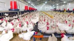 అది బర్డ్ ఫ్లూనే.. కోళ్ల ఫారాలు జాగ్రత్త!