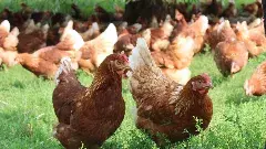 తెలంగాణలో హైఅలెర్ట్.. ఆంధ్ర కోళ్లకు నో ఎంట్రీ