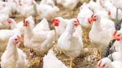 ఏపీలో బర్డ్‌ ఫ్లూ విజృంభణ..ఏలూరులో ఓ వ్యక్తికి వ్యాధి నిర్థారణ