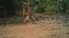 Tiger | కవ్వాల్‌లో గర్భంతో ఆడపులి సంచారం,అప్రమత్తమైన అటవీ అధికార గణం