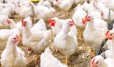 ఏపీలో బర్డ్ ఫ్లూ విజృంభణ..ఏలూరులో ఓ వ్యక్తికి వ్యాధి నిర్థారణ ఏపీలో బర్డ్ ఫ్లూ విజృంభణ..ఏలూరులో ఓ వ్యక్తికి వ్యాధి నిర్థారణ