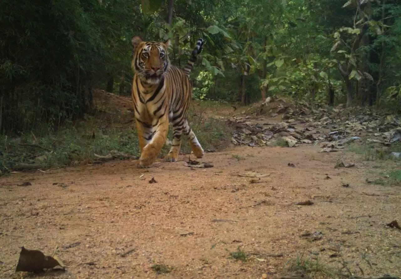 Tiger | కవ్వాల్‌లో గర్భంతో ఆడపులి సంచారం,అప్రమత్తమైన అటవీ అధికార గణం