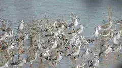 వలస పక్షుల మనసు తెలుసుకోరా?