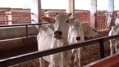 4శతాబ్థాల చరిత్ర కలిగిన జియాగూడ గోశాల అభివృద్ధి షురూ