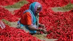 ఆంధ్రాలో మిర్చి ప్రైస్ వార్! జగన్ v/s చంద్రబాబు