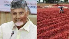 మిర్చి రైతుకు కాస్తంత ఊరట.. కేంద్రం హామీ