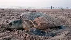 ఆలివ్ రిడ్లే తాబేళ్లకు కేంద్రంగా రుషికుల్య నదీ తీరం