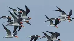 హైదరాబాద్ @ 195 జాతుల 67వేల పక్షులకు నిలయం, తాజా సర్వే వెల్లడి