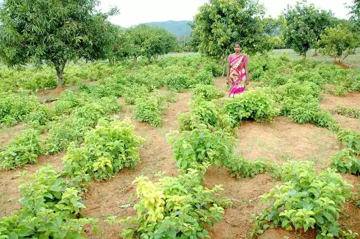 డి.వాని పెంట పంచాయితీలోని  చెంచుగూడెంలో నన్నారి నర్సరీ