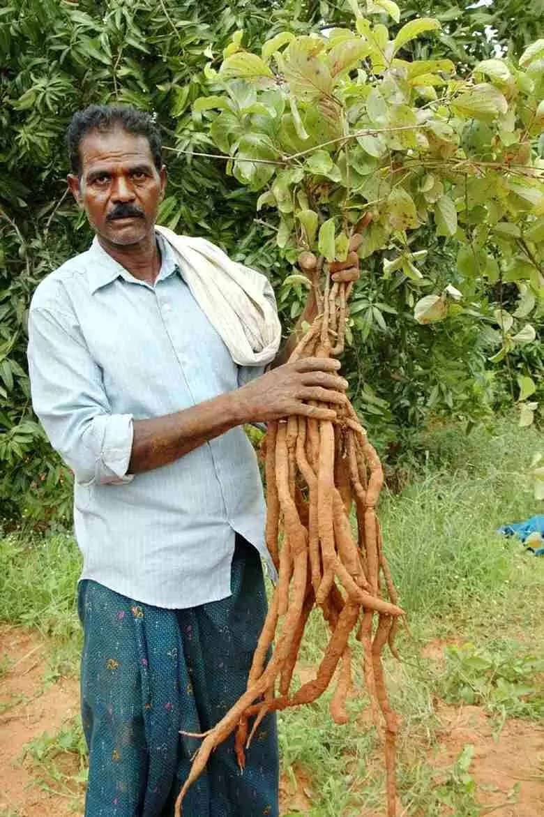 బలంగ పెరిగిన నన్నారి వేర్లు,  రైతు పులి శంకరయ్య