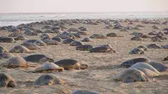 కూర్మాల కుంభ మేళా!