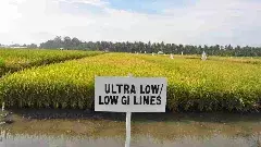 శుభవార్త షుగరున్న వారికి