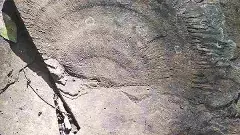 శేషాచలం కొండల్లో సముద్ర శిలాజాలు