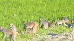 తెలంగాణలో కోతుల బెడదపై కోర్టు కన్నెర్ర