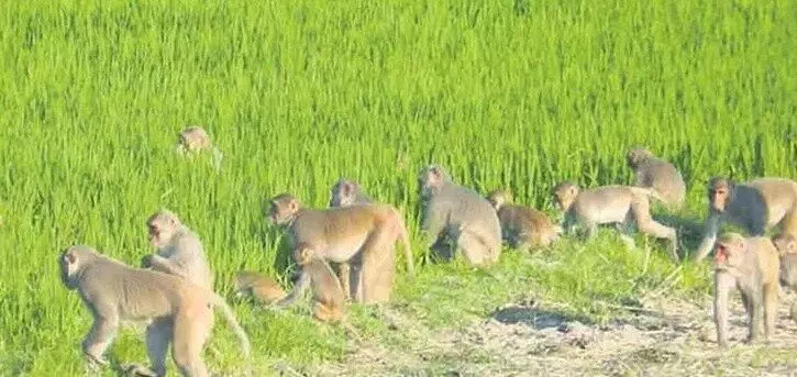 తెలంగాణలో కోతుల బెడదపై కోర్టు కన్నెర్ర