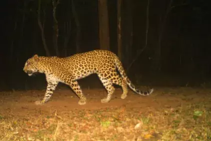 తిరుమల మెట్ల మార్గంలో చిరుతపులులు ఎందుకు తిరుగుతున్నాయి?