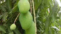 మామిడి తోటలు చిగురిస్తుంటే... రైతుల్లో ఎందుకీ ఆందోళన